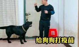 爆料救助流浪动物视频,网友曝光流浪动物救助瞬间